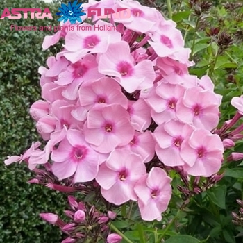 Phlox Paniculata Grp overig roze zdjęcie