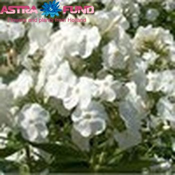 Phlox Paniculata Grp overig wit foto