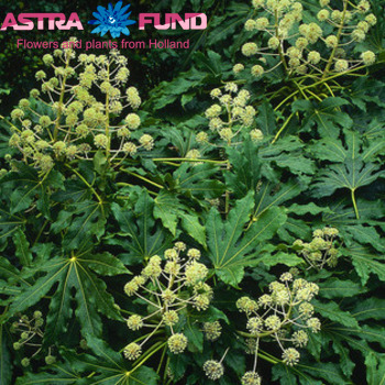 Fatsia japonica kleurbehandeld 19% фото