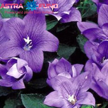 Platycodon grandiflorus overig blauw фото