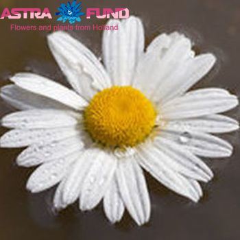 Leucanthemum overig фото