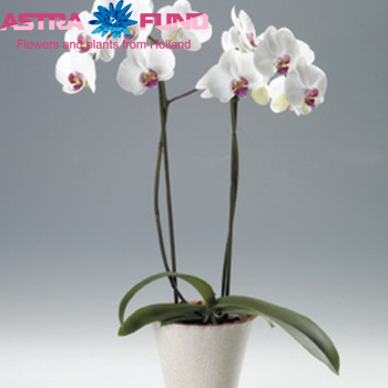 Phalaenopsis overig zdjęcie