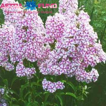 Phlox Maculata Grp overig фото