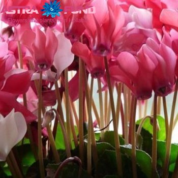 Cyclamen overig per bloem photo