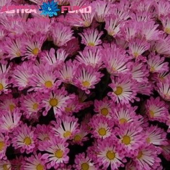 Chrysanthemum Indicum Grp tros santini overig фото