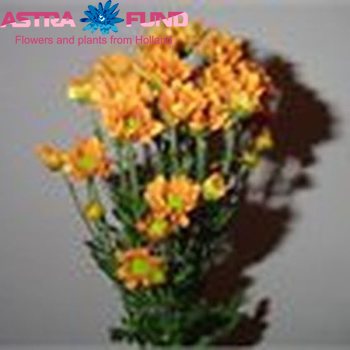 Chrysanthemum Indicum Grp tros santini overig oranje Foto