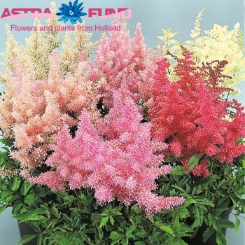 Astilbe Arendsii Grp 'Erika' decor zdjęcie