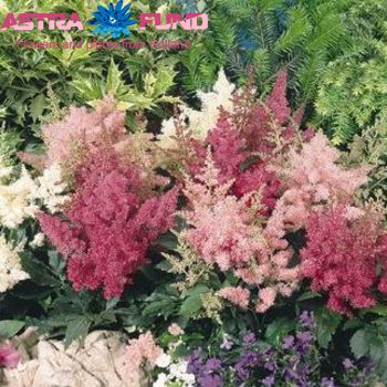 Astilbe overig zdjęcie