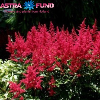 Astilbe overig rood foto