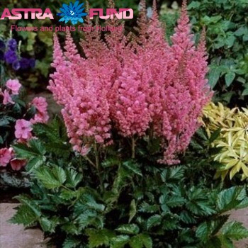 Astilbe overig roze foto