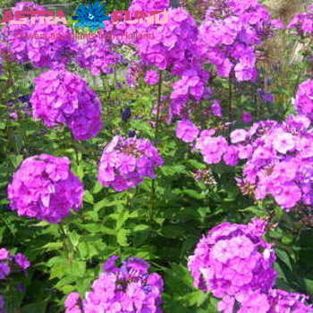 Phlox Paniculata Grp overig zdjęcie