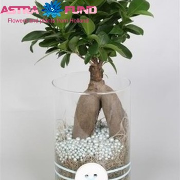 Arrangementen Ficus фото