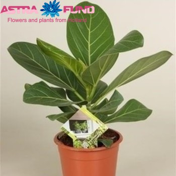 Ficus 'Audrey' Foto