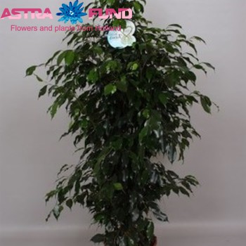 Ficus benjamina 'Danielle' photo