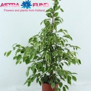 Ficus benjamina 'Golden King' Foto