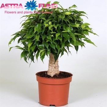 Фикус benjamina 'Green Kinky' фото