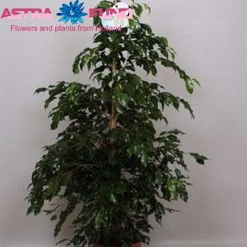 Ficus benjamina 'Midnight Lady' zdjęcie