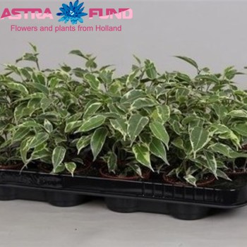 Ficus benjamina 'Petite Samantha' photo