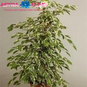 Ficus benjamina 'Samantha' zdjęcie