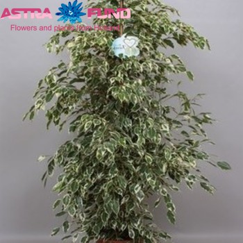 Ficus benjamina 'Twilight' Foto