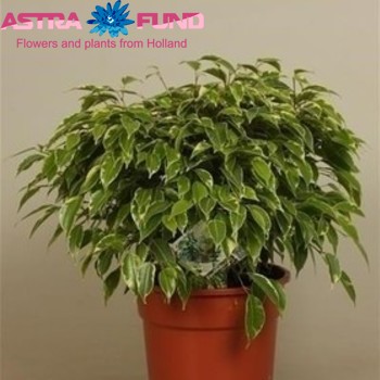 Фикус benjamina Bushy King фото