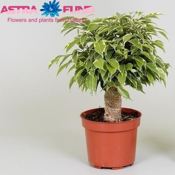 Ficus benjamina Kinky photo