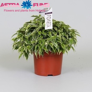 Ficus benjamina Lovely Foto