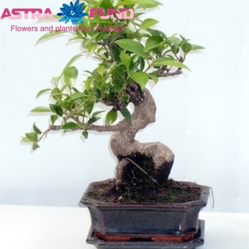 Ficus benjamina bijzondere vormen photo