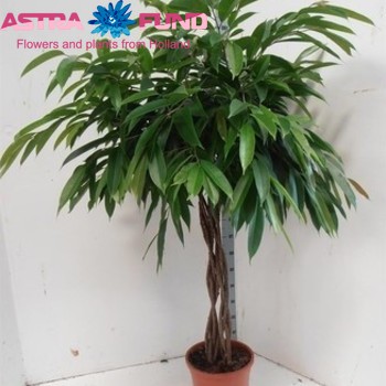 Ficus binnendijkii 'Amstel King' zdjęcie