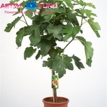 Ficus carica photo