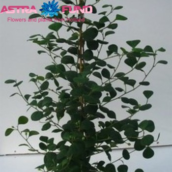 Ficus deltoidea zdjęcie