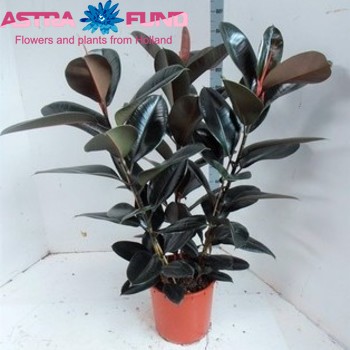 Ficus elastica 'Abidjan' Foto