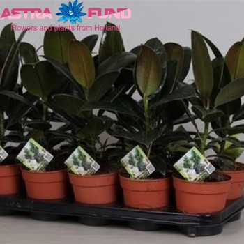 Ficus elastica 'Melany' photo