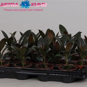 Ficus elastica Petite Melany zdjęcie