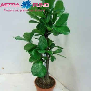 Ficus lyrata photo