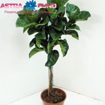 Ficus lyrata 'Bambino' zdjęcie