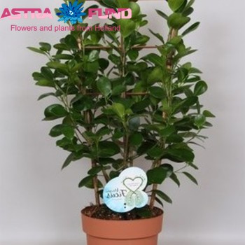 Ficus microcarpa 'Moclame' zdjęcie