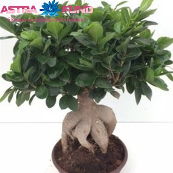 Ficus microcarpa Ginseng zdjęcie