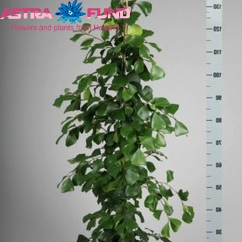 Ficus natalensis 'Trinova' Foto