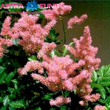 Astilbe Crispa Grp Liliput zdjęcie