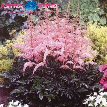 Astilbe Flamingo Foto