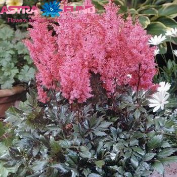 Astilbe Lollypop foto