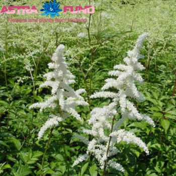 Astilbe Sim. Grp Sprite Foto