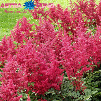 Astilbe Vision in Red Foto