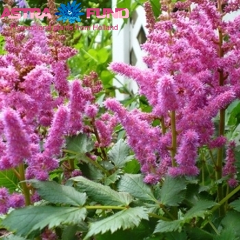 Astilbe Visions in Pink foto