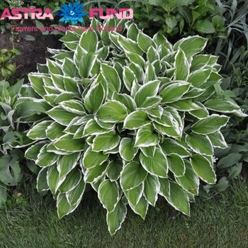 Hosta Albomarginata photo