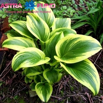 Hosta Aureomarginata photo