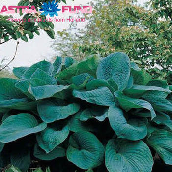 Hosta Big Daddy photo