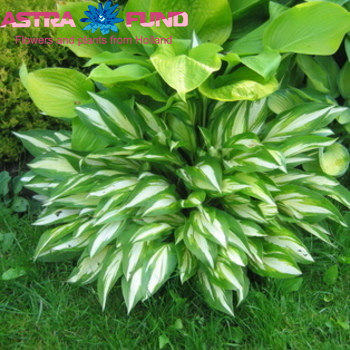 Hosta Cherry Berry photo