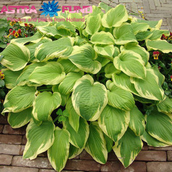 Hosta Delta Dawn photo